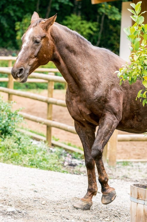 Pferd Entlastet Vorderbein