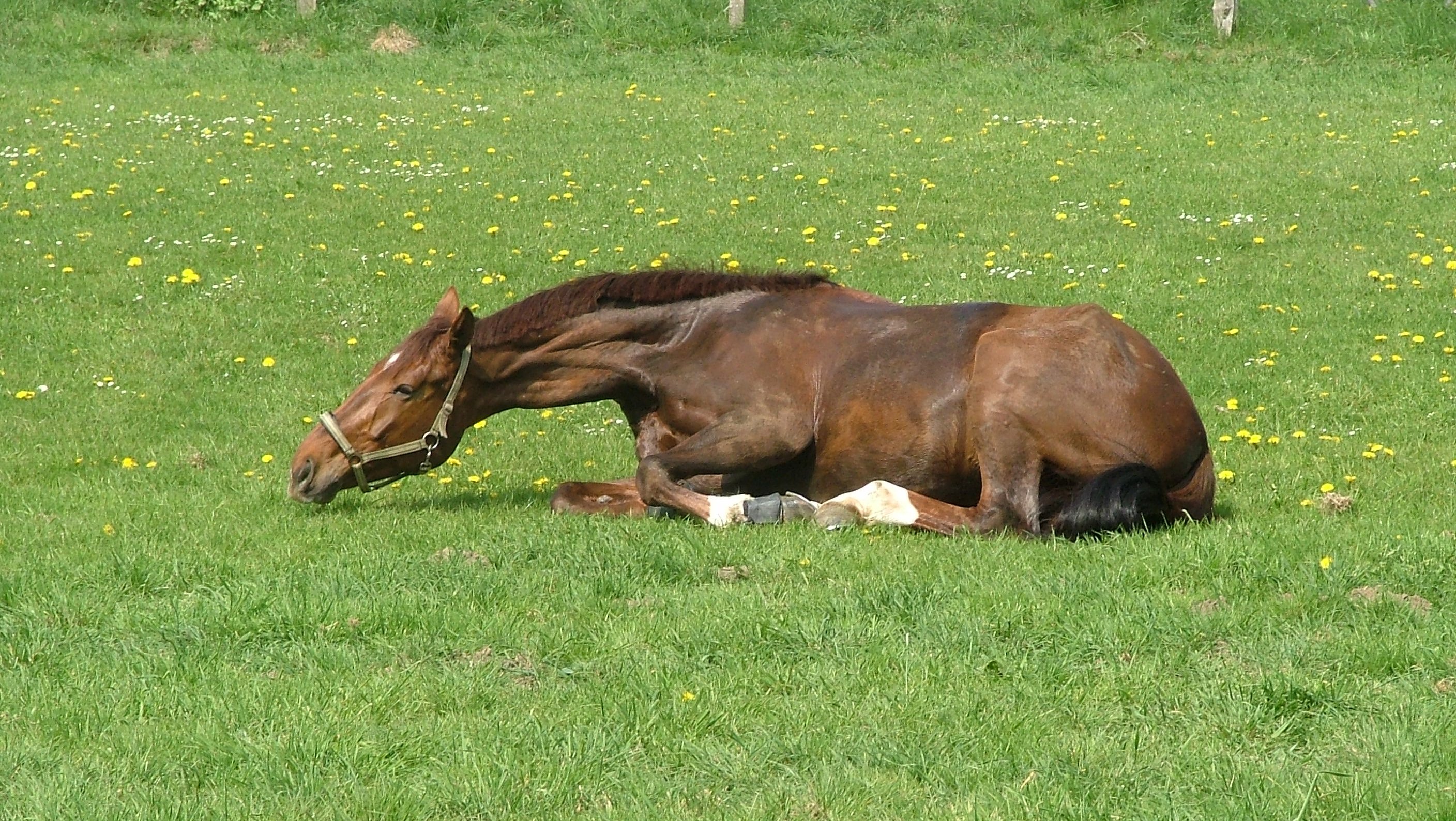 Darmverschlingung Pferd Behandlung