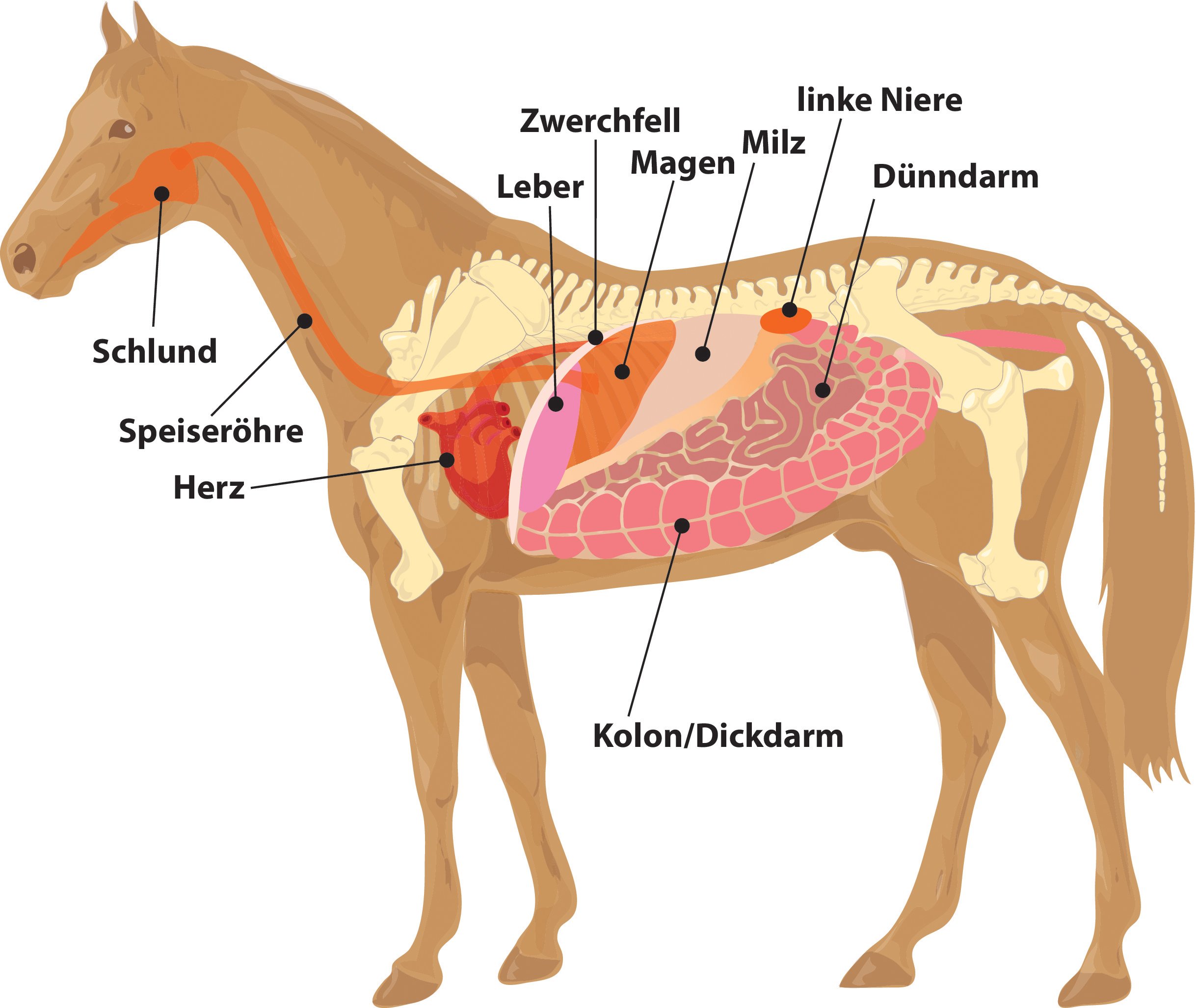 Die Verdauung Des Pferdes Wie Sie Funktioniert Und Wo Probleme Lauern