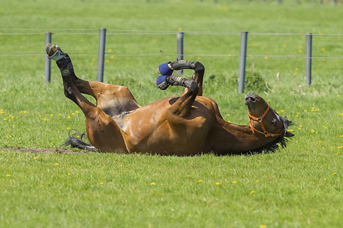 Darmverlagerung Pferd Vorbeugen
