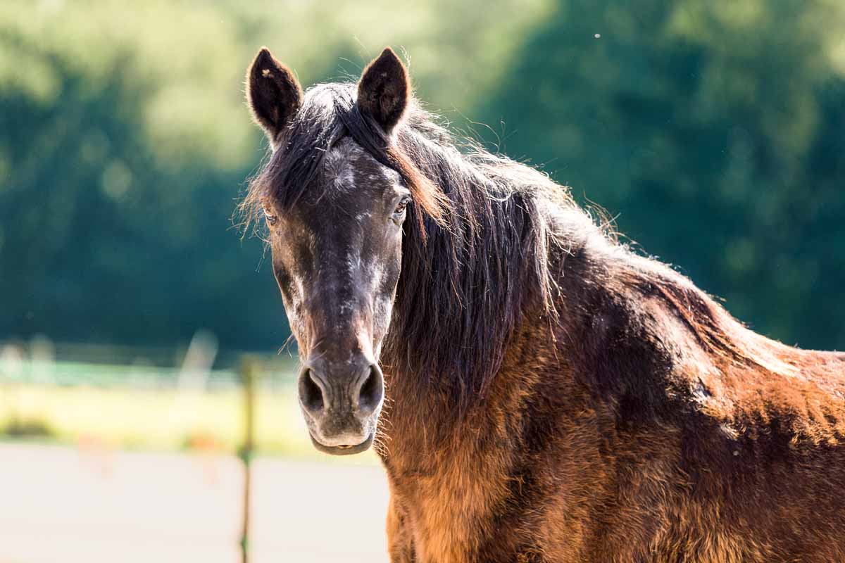 Cushing Pferd Test Kosten