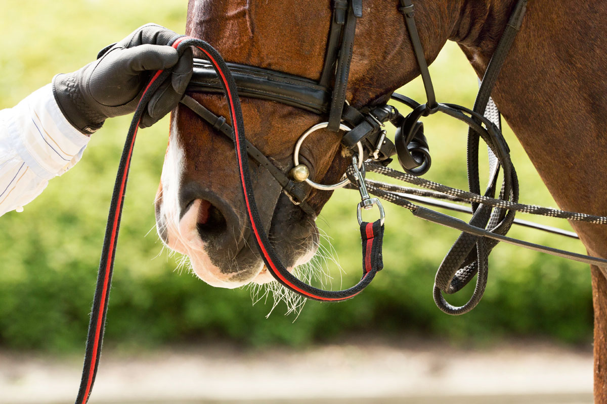 Ausbinder Pferd Longieren