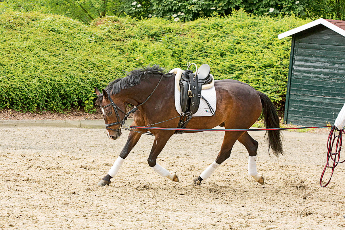 Bis kommt er reiten ihn Wie bekomme