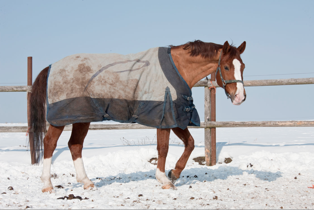 Pferd Welche Decke Bei Welcher Temperatur