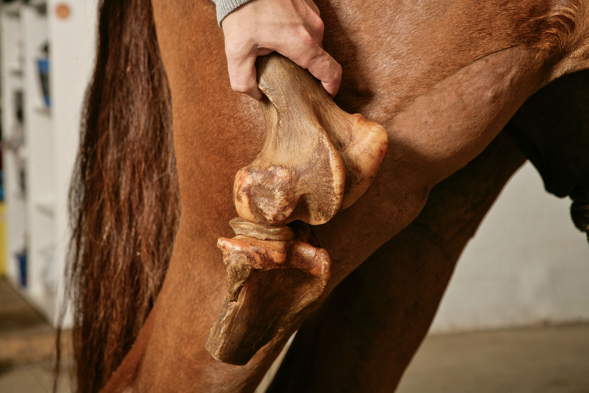 Bänderriss Knie Pferd Symptome