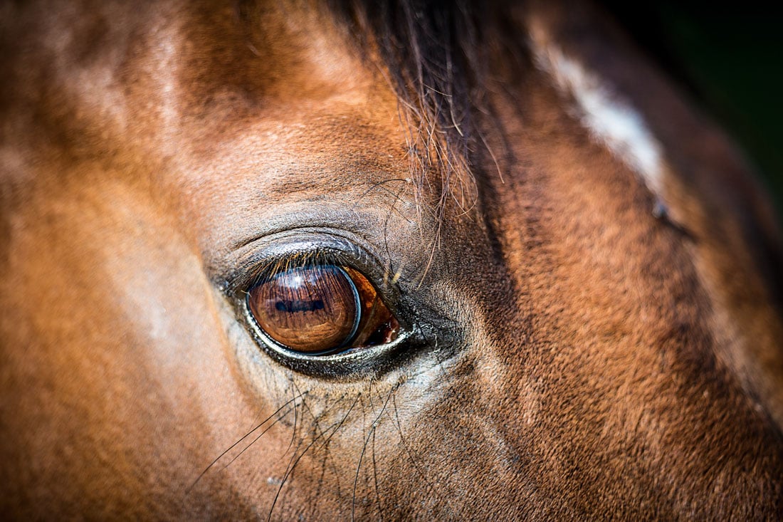 Pferd Mit Grünen Augen