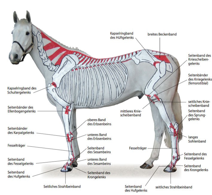 Anatomie Pferd Fesselträger