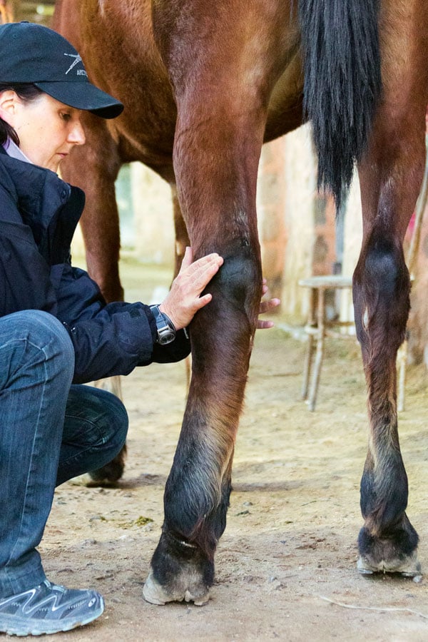 Einschuss Pferd Behandeln