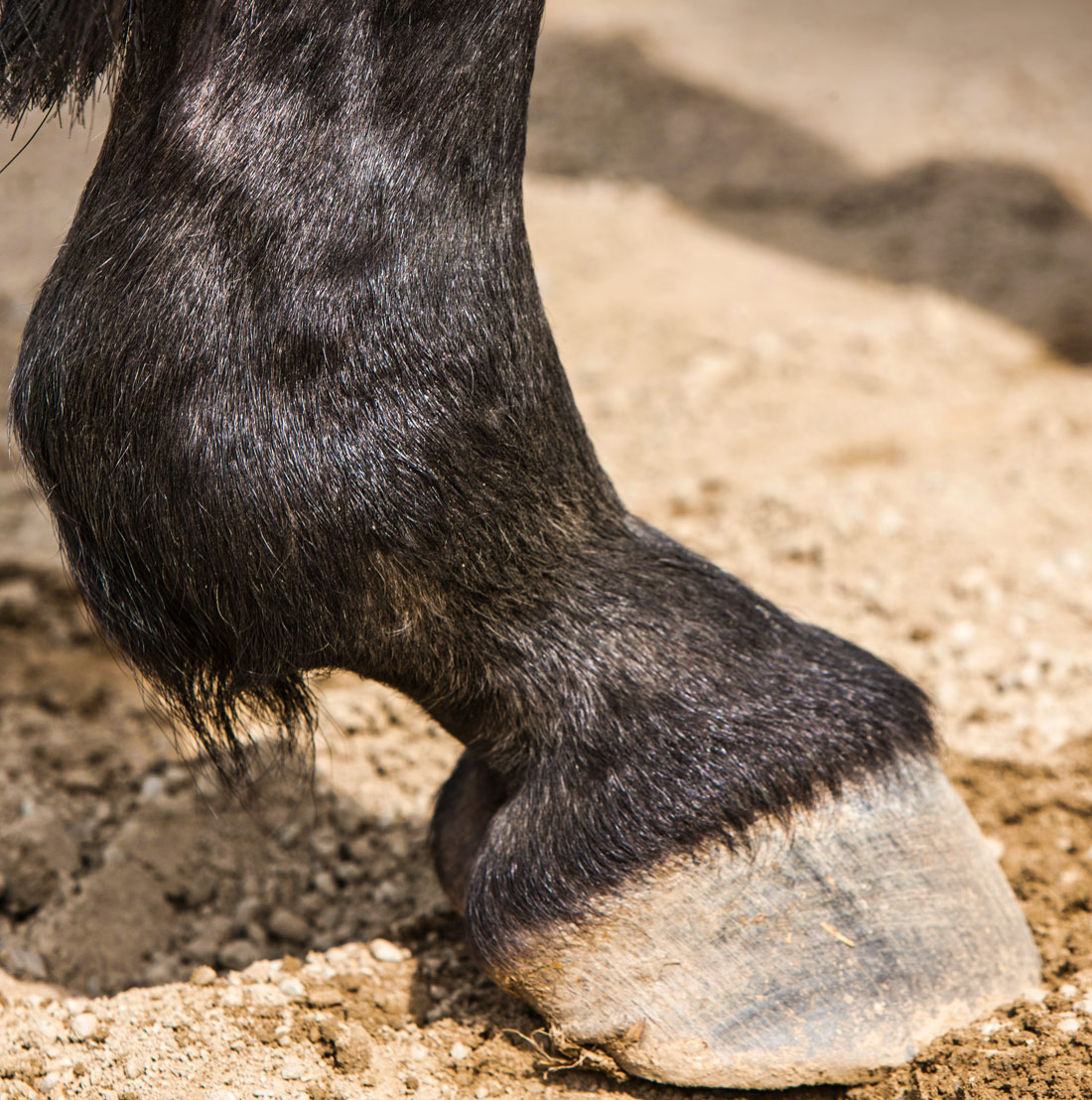 Pferd Arthrose Hüfte Symptome