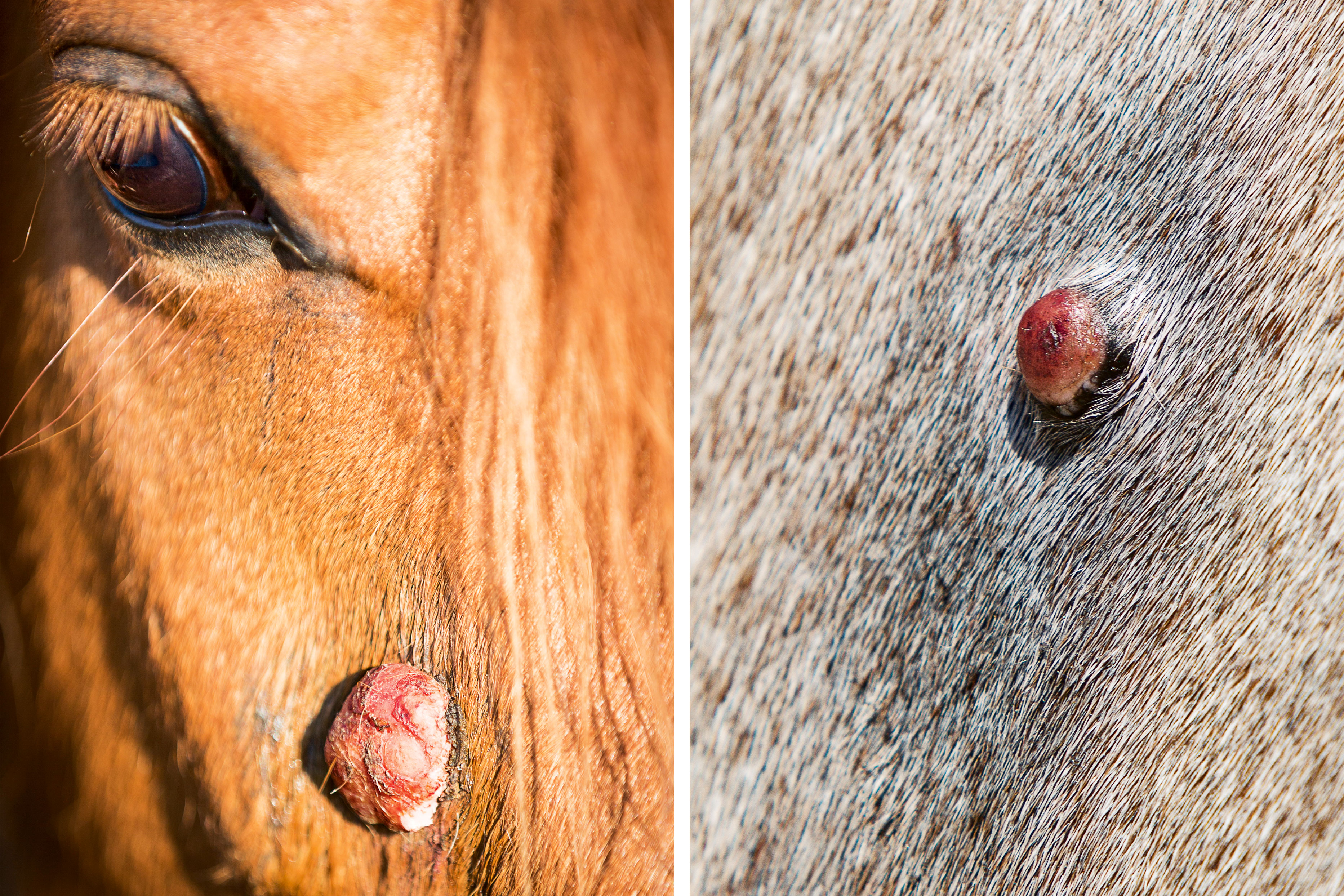 papillomavírus beim pferd készítmények a férgek eltávolítására felnőtteknél