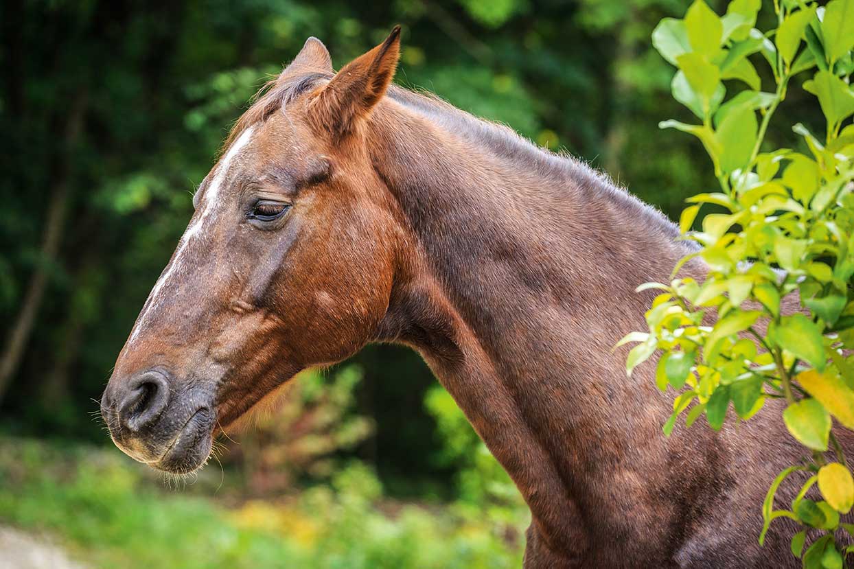 Mineralstoffmangel Pferd Symptome